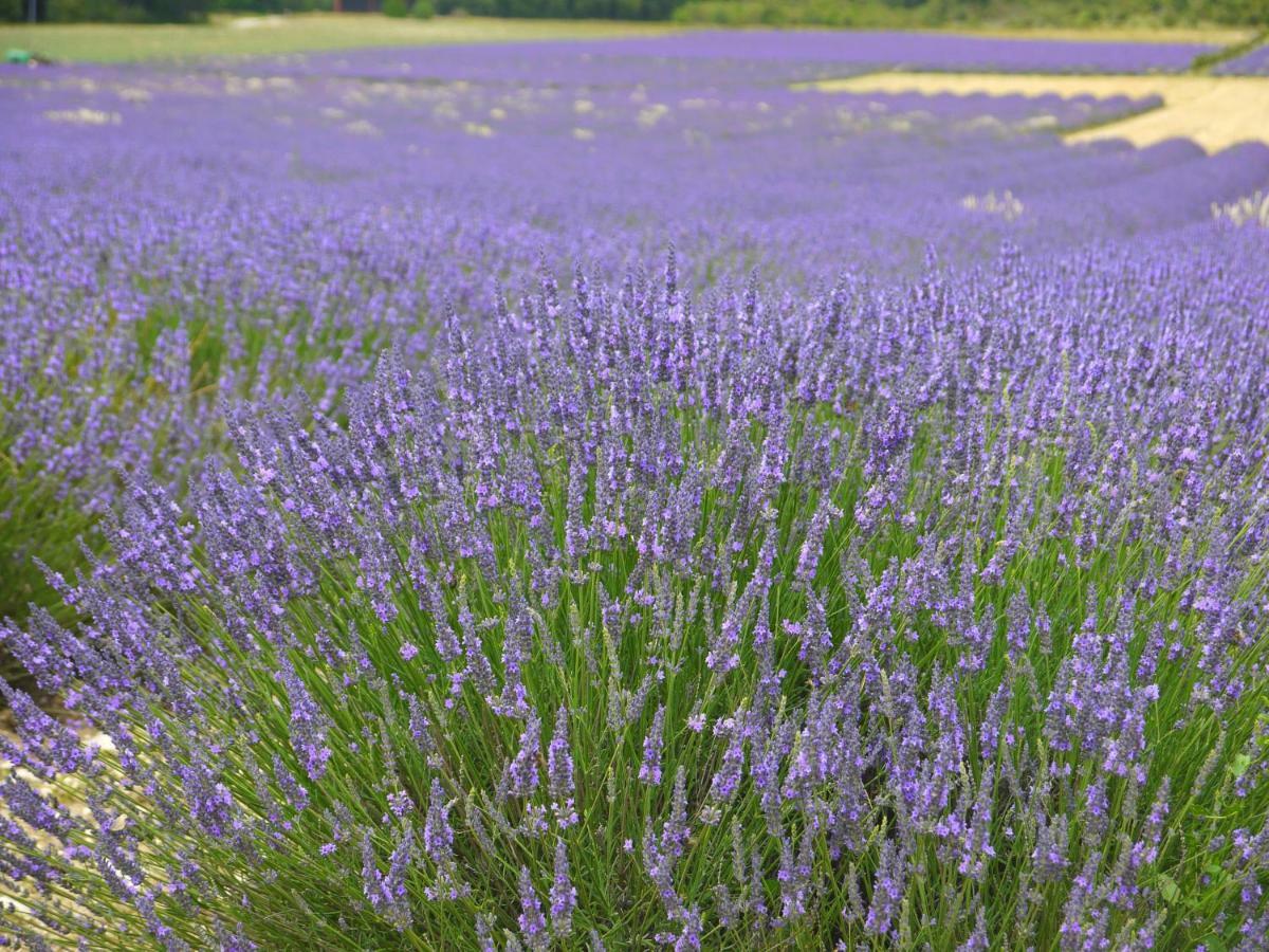 Отель La Ferme Les Eybrachas Reauville Экстерьер фото